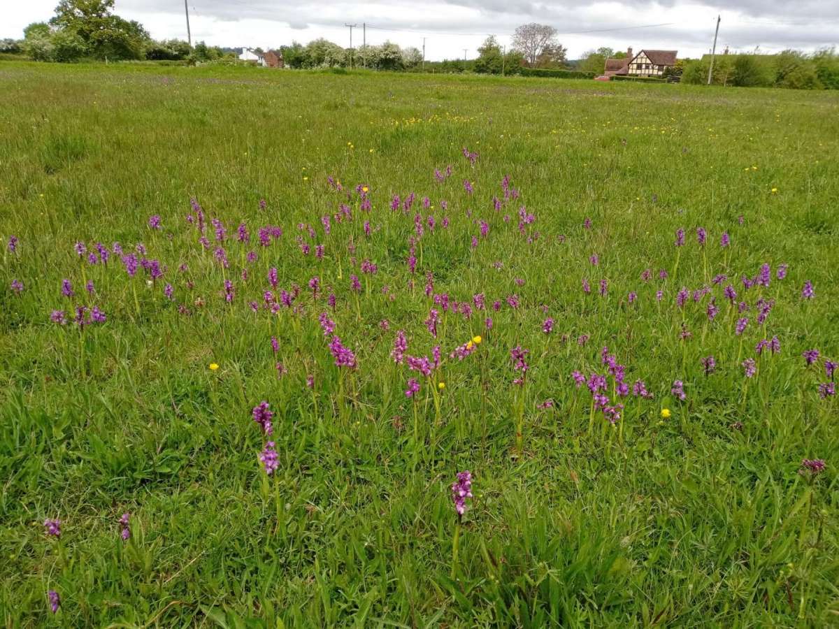 Many more purple orchids on Monkwood Green Common